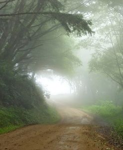 Redwoods NP CA Foggy Road 8459