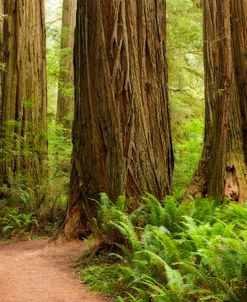 Redwoods NP Jill 8594