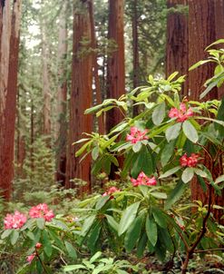 Redwoods NP Rhododendron
