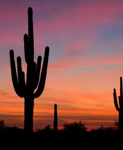 Saguaro Sunset Near Goldfield AZ 6552