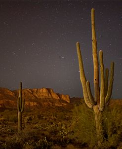 Saguaros Moonlight AZ 2149
