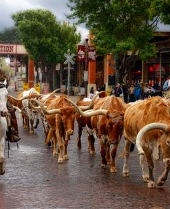 Stockyards Cattle Drive TX 9749