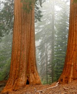 Sequoia NP CA Fog 9808
