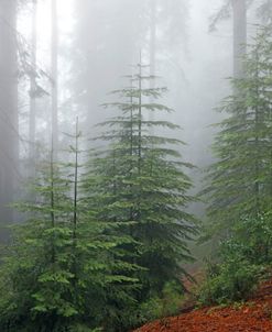 Sequoia NP CA Fog 9940