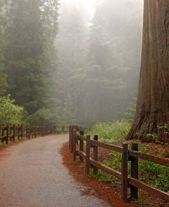 Sequoia NP CA Foggy Path 9985