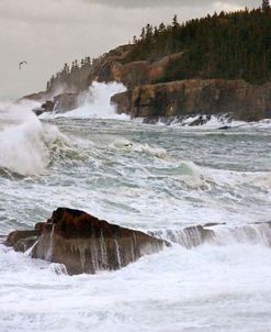 Acadia NP storm 0486