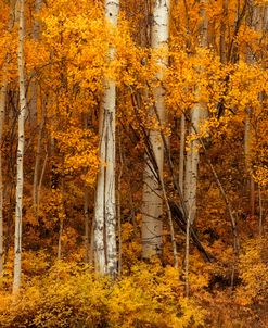 Aspens CO 7872