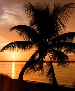 Bahia Honda Palm Tree Sunset 0858