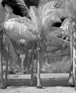 Coconut Palms FL 7279