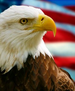 Eagle Flag Composite 0665