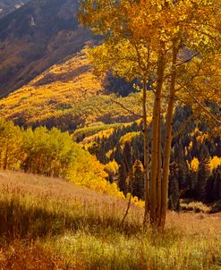 Colorado Fall near Aspen 7449
