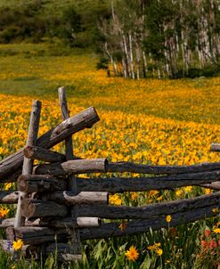 Colorado Last Dollar Rd Fence 1554