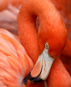 Flamingo Closeup 9801