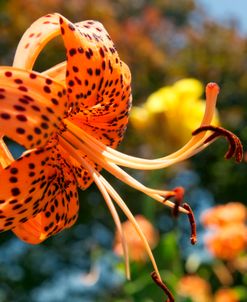 Flower Tiger Lily 0332