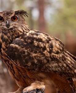 Eurasian Eagle Owl 5618