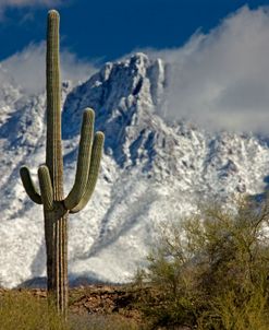 Four Peaks Snow AZ 8656