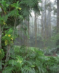 Hawaii Foggy Park