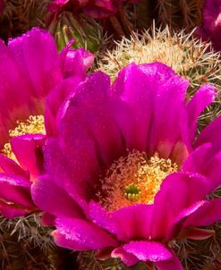 Hedgehog Purple Flowers AZ 1956