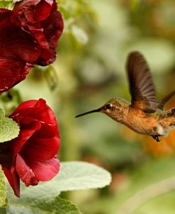 Hummingbird 5447
