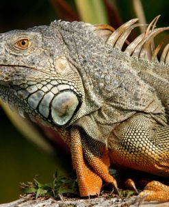 Iguana Florida Keys 8527