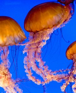 Jellyfish 7289