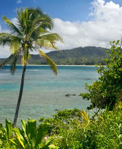 Kauai Palm 4398