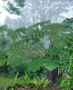 Hawaii Kalopa-Big Fern