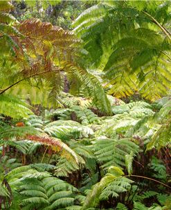 Hawaii Thurston Tube Ferns