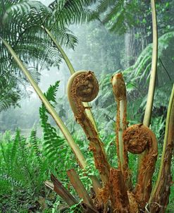Hawaii Tree Fern Fiddlehead