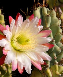 Night Cactus Bloom AZ 8663