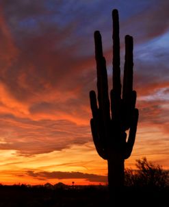 Mesa Saguaro Sunset 5078