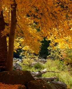 Oak Creek Canyon Fall AZ 0450