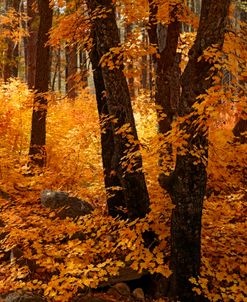 Oak Creek Canyon Fall AZ 2207