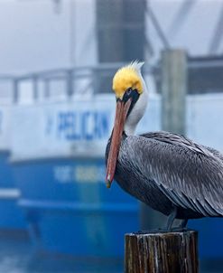 Pelican Fog LA 9906