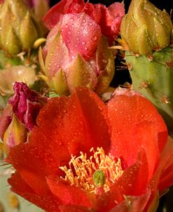 Prickly Pear Blooms 0287