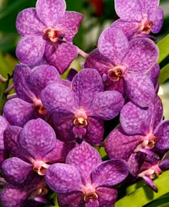 Orchids Purple FL 9222