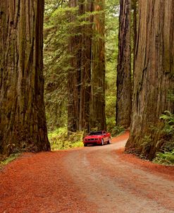 Redwoods NP Car CA 8122