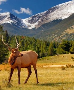 RMNP Elk CO 6757