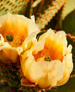Prickly Pear Cactus Blooms AZ 8639