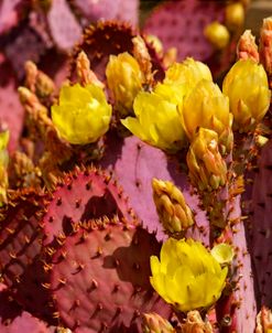 Purple Prickly Pear Blooms AZ 7727