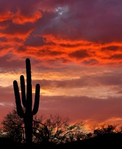 San Carlos Sunset Saguaro AZ 3312
