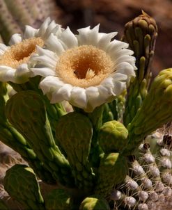 Saguaro Blooms AZ 7543