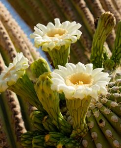 Saguaro Cactus Blooms AZ 8745