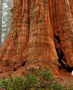 Sequoia NP Giant Tree CA 9814