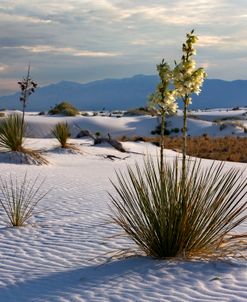 White Sands NM Yucca 7707