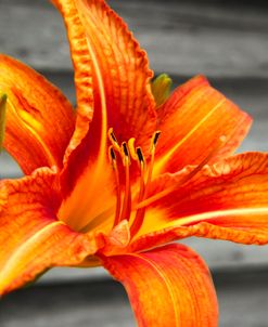 Tiger Lily Vermont