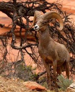 Zion Dali Sheep 5704