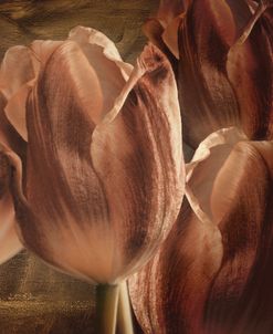 Copper Tulips