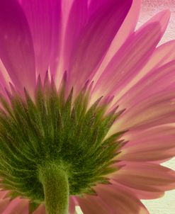 pink daisy
