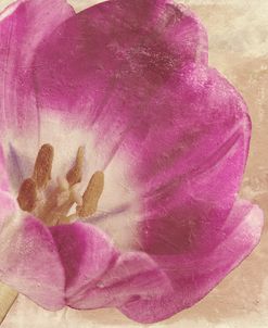 Buttercream Tulip 1I